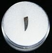 Indeterminate Raptor Tooth From Montana #11388-2